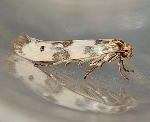 Réf. 302 702 : Enolmis acanthella